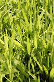 Check spelling or type a new query. Chasmanthium Latifolium