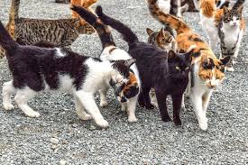 Some people view feral cats as a nuisance, but animal lovers have no option other than to help these animals survive the elements in some fashion. How To Help Feral Cats From Feeding Tnr To Fostering Expert Guide