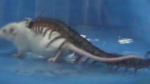 Giant centipede eating a mouse. Centipedes Eat Animals 15 Times Their Size Thanks To This Powerful Toxin Study Finds The Washington Post