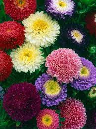 Pin By Margie Rodriguez On Garden Flowers Perennials Bonsai Flower Flower Seeds