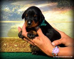 He has great speed and endurance along with an elegant appearance that shows a. Doberman Puppies For Sale Unique Dobermans Puppies For Sale