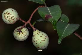 Image result for Landolphia incerta