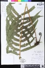 Image result for Christella gueinziana