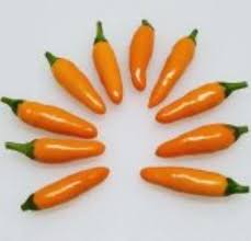 Image result for Capsicum frutescens