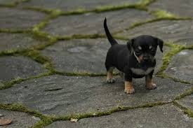 Should a chihuahua mix take after their chi parent, they will be a small, playful dog that is devoted to their families. Chiweenie A Chihuahua And Dachshund Mix Spockthedog Com