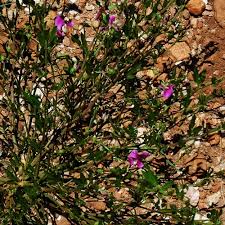 Image result for Sphenostylis