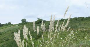 Image result for Streblochaete