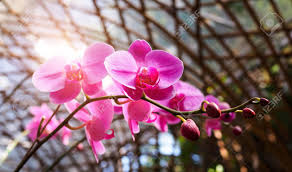 'i work with the dead. Beautiful Purple Phalaenopsis Orchid Flowers In A Garden With A Roof Structure Made Of Curved Bamboo Is Background Stock Photo Picture And Royalty Free Image Image 150187245