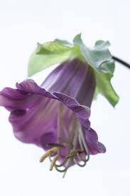 Image result for Geranium bohemicum Orhcid Blue