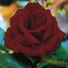 They absorb moisture and nutrients from after the flower buds form, there is no need to provide complete darkness at night, but do not allow the temperature to rise above 90 degrees fahrenheit. Almost Black Rose Direct Gardening