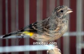 Hal ini juga yang membuat bandrol harga burung pejantan lebih mahal. Gambar 7 Ciri Blackthroat Jantan Betina Gembala News Gambar Burung Di Rebanas Rebanas