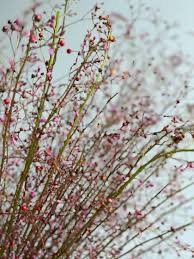 Image result for Talinum tenuissimum