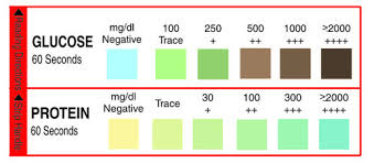 Glucose Protein Urine Test Strips