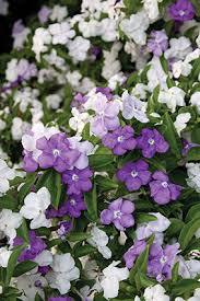 Image result for Brunfelsia pauciflora