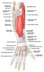 Ovid Lippincott Williams Wilkins Atlas Of Anatomy Forearm Anatomy Muscle Anatomy Medical Anatomy