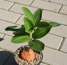 Image result for Raphionacme lanceolata