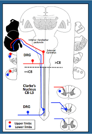 Visual of post spinocerebellar and cuneocerebellar tracts heading into cerebellum and the pathway(s) they can take, covering the. Cerebellim 2 Flashcards Chegg Com