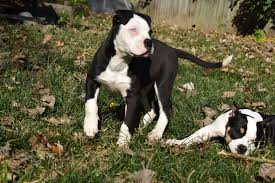 We still have 2 GORGEOUS babies availa-bull off CH.EAKs Comet aka Truth and  EAKs Navajo aka Alora! Dual Registered ABR & ABKC Champion Sire(#2 Alapaha  of the Year at the moment) Dam