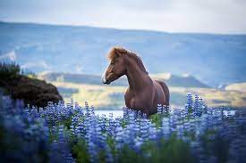 I Photograph Horses In Breathtaking Icelandic Landscapes 30 Pics Horses Majestic Horse Icelandic Horse
