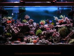 Ultum nature systems 75pthese rimless aquariums are carefully crafted using 91% clarity diamant glass, a highly transparent extra clear glass with very little residual green color. Pin By Kayla Campbell On Salt Water Tank Fresh Water Fish Tank Saltwater Fish Tanks Aquascape