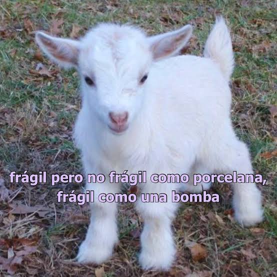 images?q=tbn:ANd9GcTo1NTFVzmfWg9XzstDtefonGIy0nNcSHZ3wA&usqp=CAU