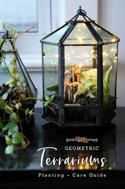 Includes tips on materials, taking succulent cuttings succulent terrariums are easy to make. Indoor Plant Care How To Grow Tropical Plants In Geometric Terrariums Garden Therapy