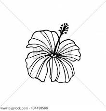 All hawaiian flower images and pictures are available for free download. Hibiscus Flower Vector Photo Free Trial Bigstock