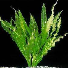 Apongeton's are super fast growing. Aponogeton Crispus Aquarium Plant Arizona Aquatic Gardens