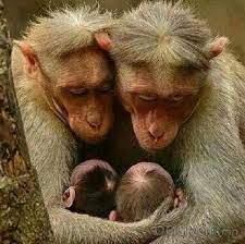 Bildergebnis Fur Cute Monkey Family Baby Animals Animals Beautiful Animals