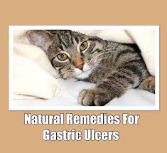 Natural Remedies For Cats And Dogs With Gastric Ulcers Cat Health Problems Cats Cat Health