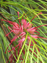 Image result for Grevillea