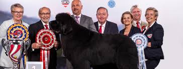 Der ideale hund gibt den eindruck eines typischen, kleinen spitzes, wach und aufmerksam, von. Home Canine Unity