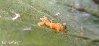 But unless you know how to attract ladybugs and keep them there, they'll likely fly away before they can make a 3 secrets to attracting ladybugs to your garden and getting them to stay. Make Your Garden A Ladybug Paradise