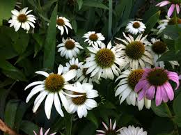 Echinacea is a genus of seven species all endemic to eastern and central north america. Hard To Kill Flowers Plain And Simple Me