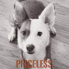 Rubicon Days Monday Musings The Craigslist Pet Conundrum Craigslist Pets Dog Blog Pets