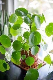 Ultimate Care Guide For Growing Repotting And Propagating Pilea Peperomioides Including Soil S In 2021 Chinese Money Plant Care Money Plant Care Chinese Money Plant