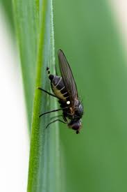 Image result for phytomyza gymnostoma