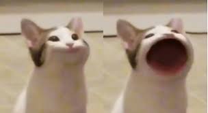 Download transparent cat png for free on pngkey.com. Pop Cat Meme Template Blank Template Imgflip