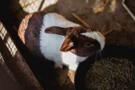 Can salt kill bunnies eat himalayan / do rabbits need salt licks. Uncategorized Born For Pets