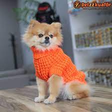 dog style pomeranian yavrusu kopek kedi kopek