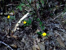 Image result for Zornia pratensis