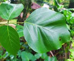 Rajang daun dadap lalu bungkus dengan kasa dan masukan ke dalam labu reaktor, pasangkan pada rangkaian soklet. Resep Sederhana Dadap Serep Untuk Penurun Panas Jamupedia