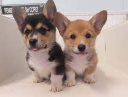 Maybe you would like to learn more about one of these? Corgi Puppies For Sale Craigslist Petfinder