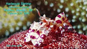 Image result for Alectra picta