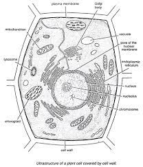 An english scientist named robert hooke made a general description of cork with the aid of a primitive microscope. The Cell Form 1 Biology Notes