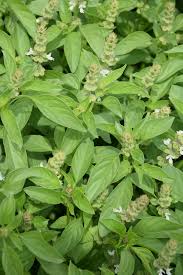 Image result for Ocimum lamiifolium