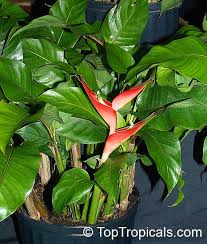 Dwarf varieties (e.g., dwarf heliconia psittacorum or heliconia stricta) stay smallish, topping out at about a foot and a half to three feet high. Heliconia Stricta Dwarf Jamaica Heliconia Firebird Toptropicals Com