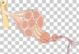 Free unlabeled muscle diagram vector download in ai, svg, eps and cdr. Smooth Muscle Tissue Muscular System Png Clipart Anatomy Cell Fashion Accessory Human Body Muscle Free Png Download