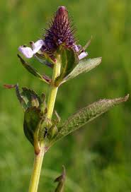 Image result for Pycnostachys reticulata