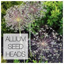 Another Reason To Love Ornamental Alliums Seed Heads Longfield Gardens Allium Flowers Planting Bulbs Longfield Gardens